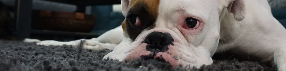 Pet Stain Removal Guide