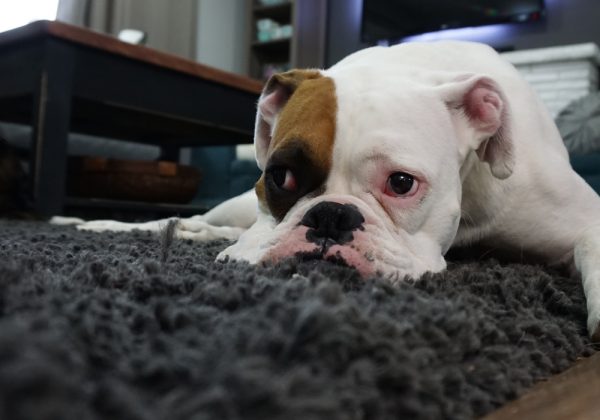 Pet Stain Removal